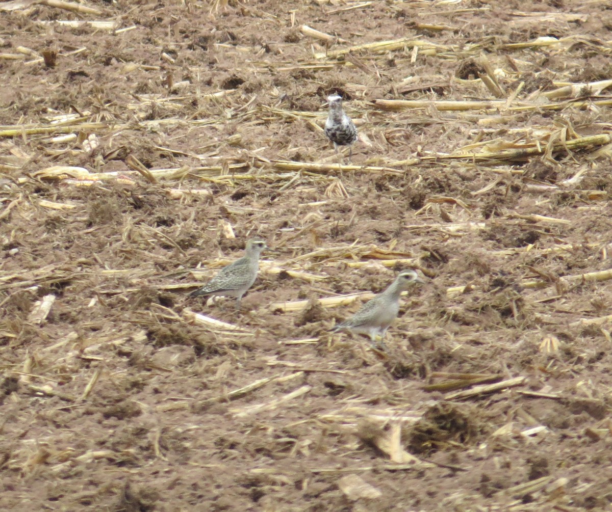 American Golden-Plover - ML643614814