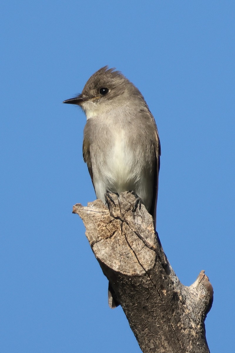 Western Wood-Pewee - ML643614815