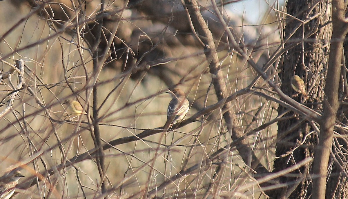 Weebill - ML643614824