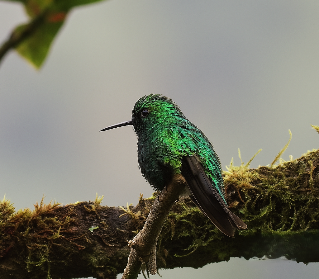 Western Emerald - ML643614834