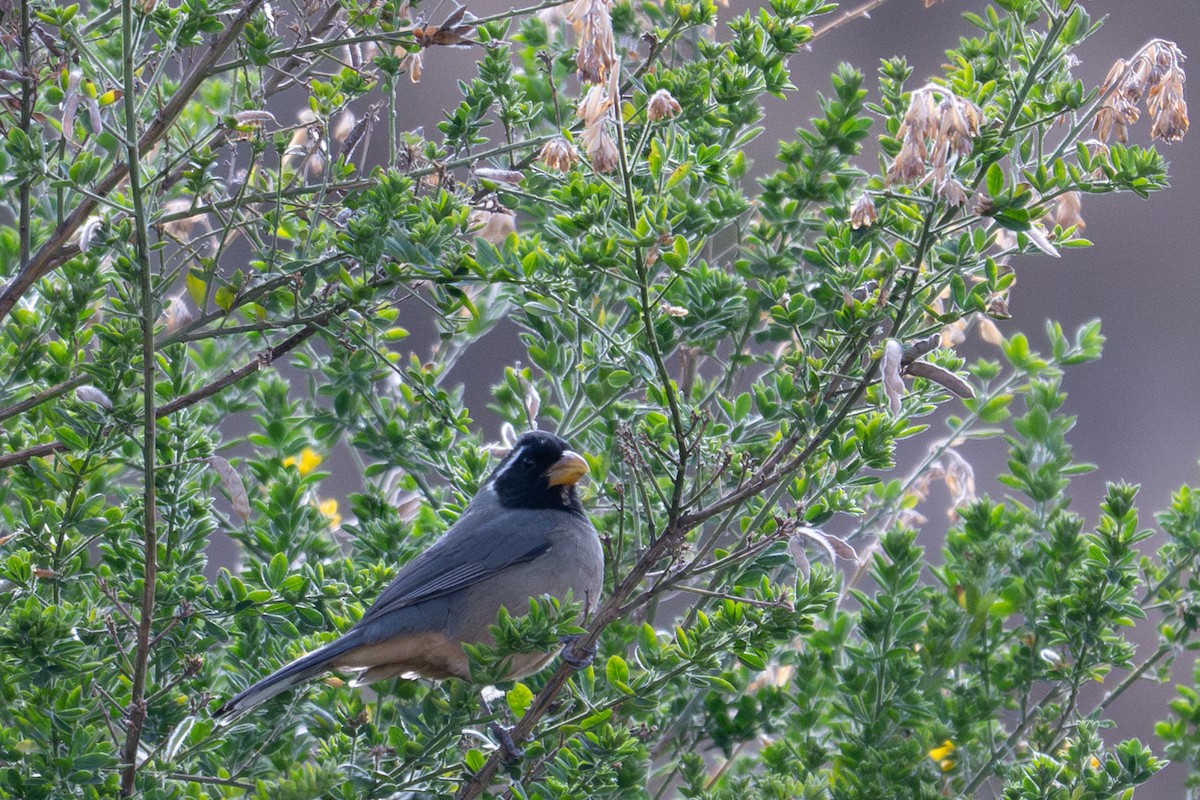 Golden-billed Saltator - ML643614836