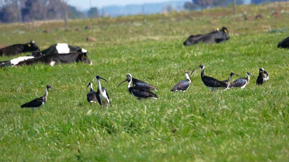 Straw-necked Ibis - ML643614845