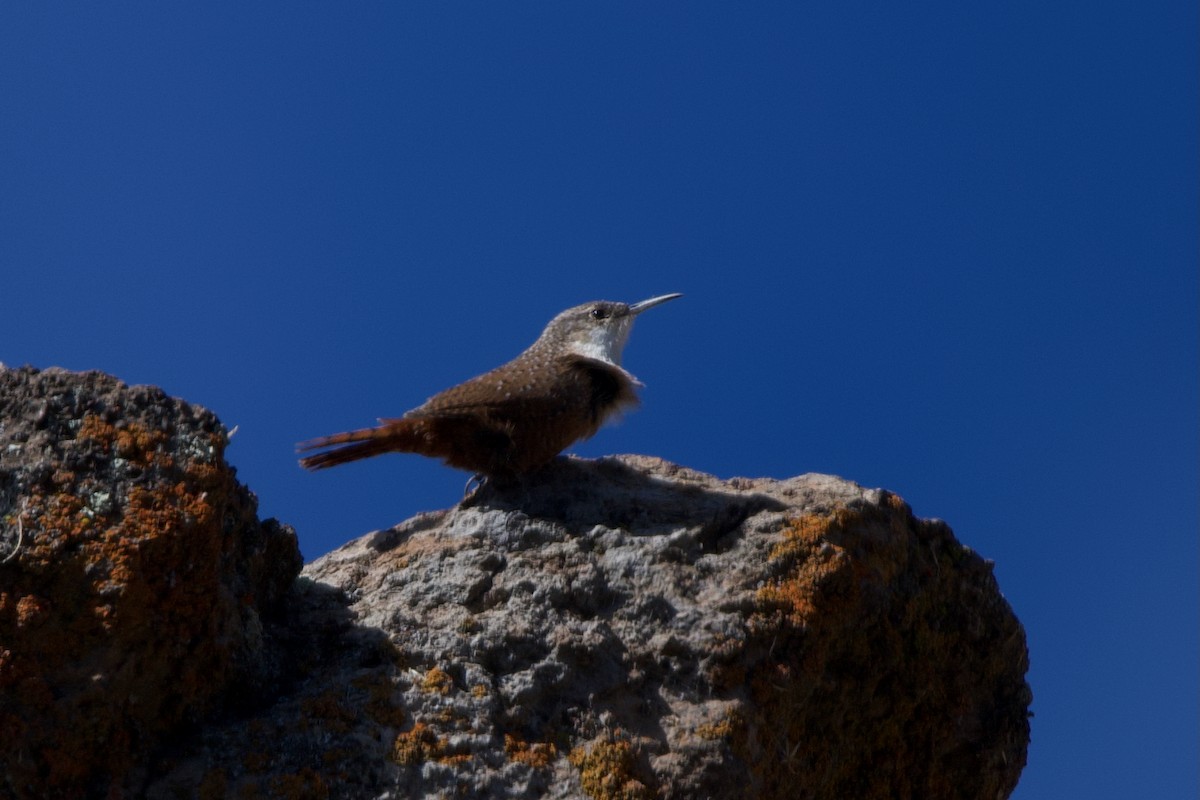 Canyon Wren - ML643614846