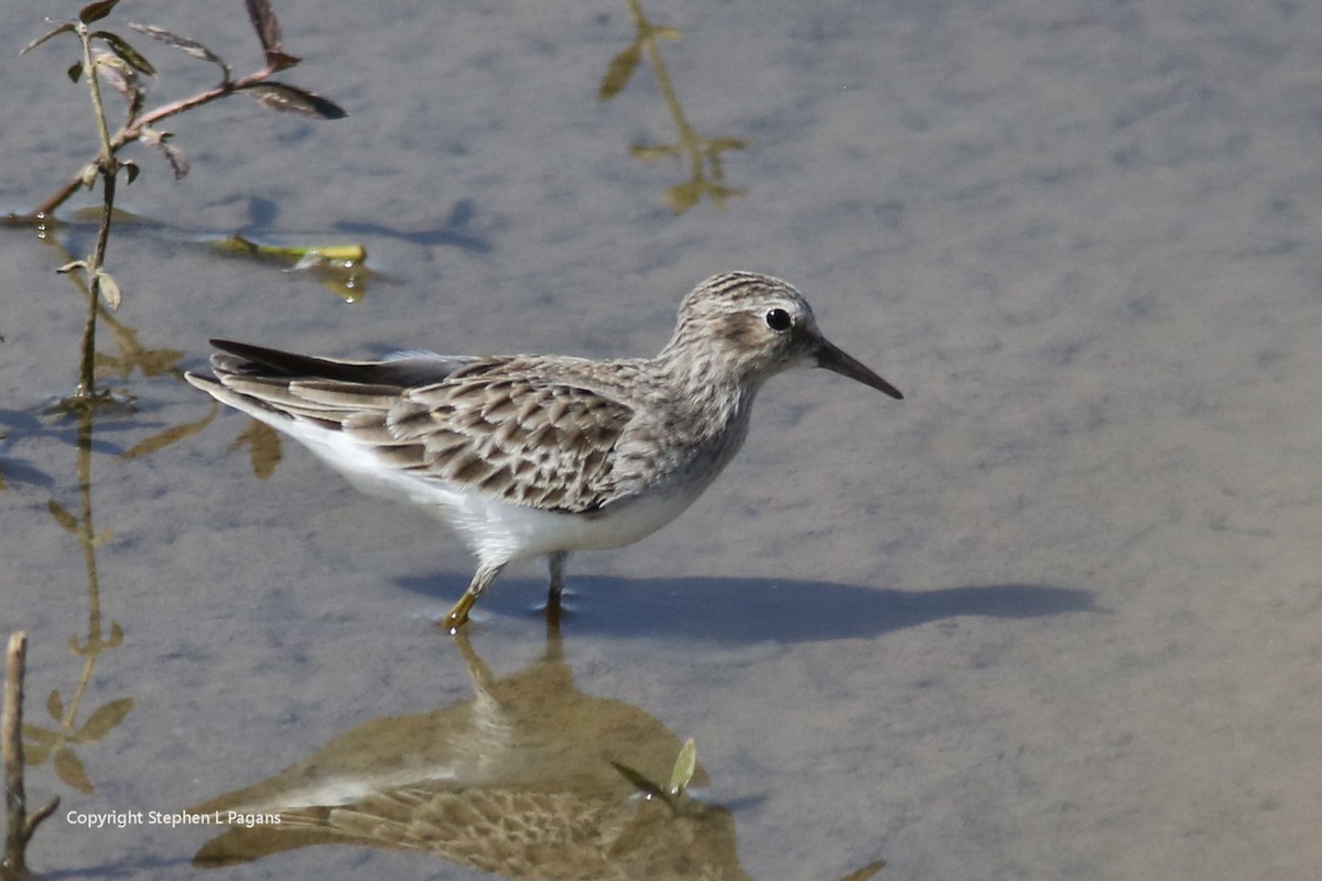 Least Sandpiper - ML643614847