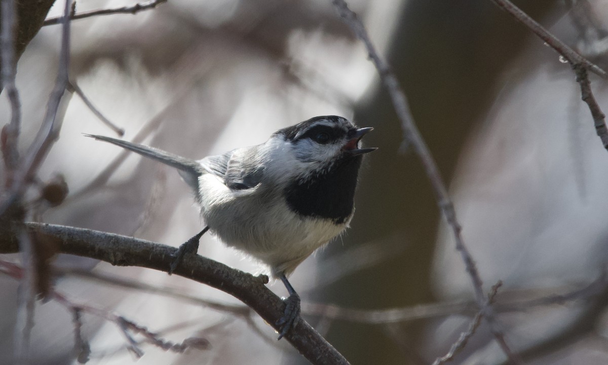 Mountain Chickadee - ML643614853