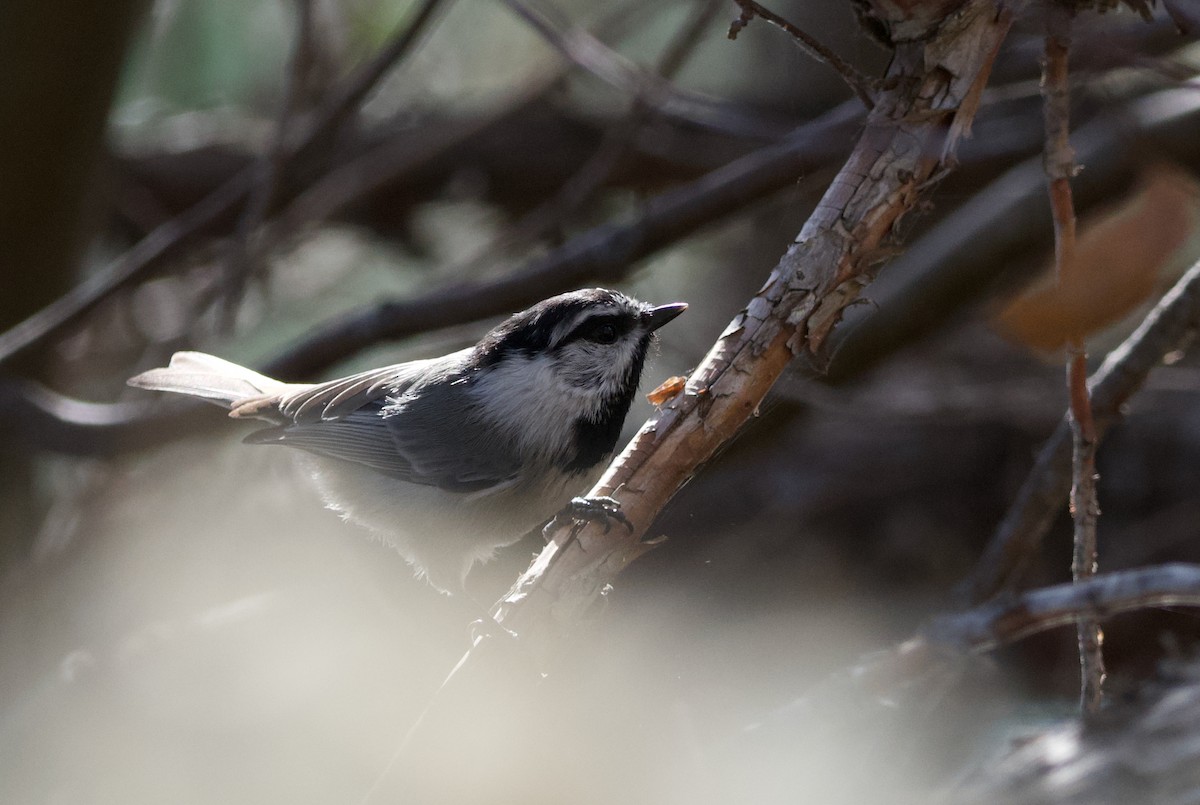 Mountain Chickadee - ML643614854