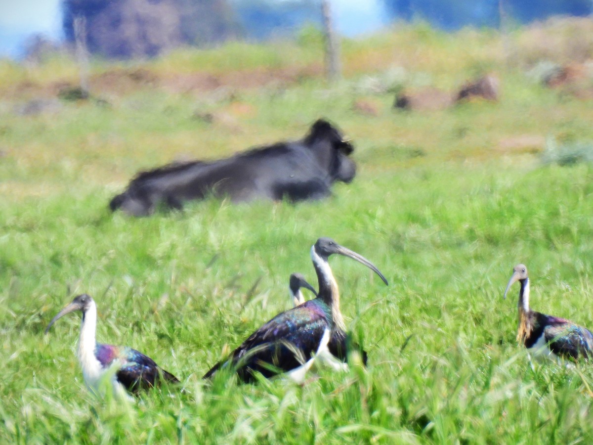 Straw-necked Ibis - ML643614855