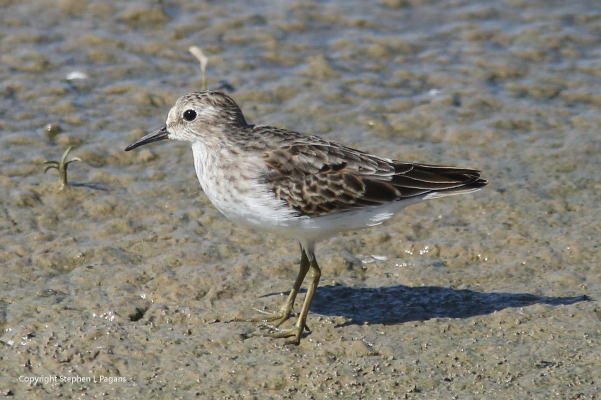 Least Sandpiper - ML643614856