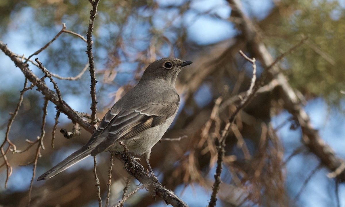 Townsend's Solitaire - ML643614858
