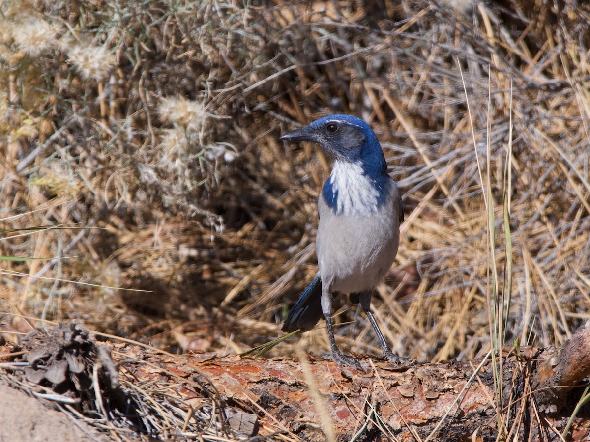 California Scrub-Jay - ML643614864