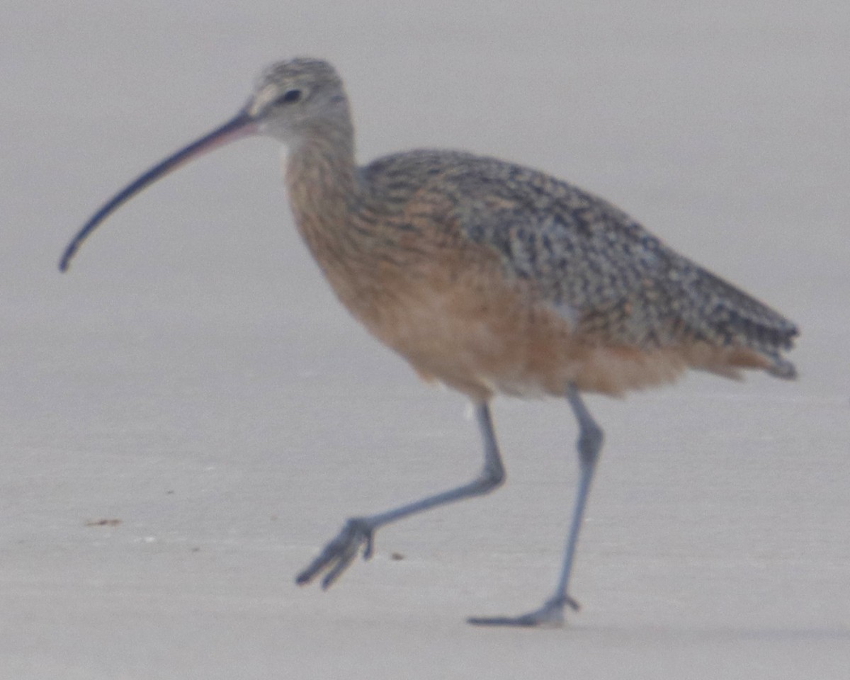 Kurlinta amerikarra - ML643614867