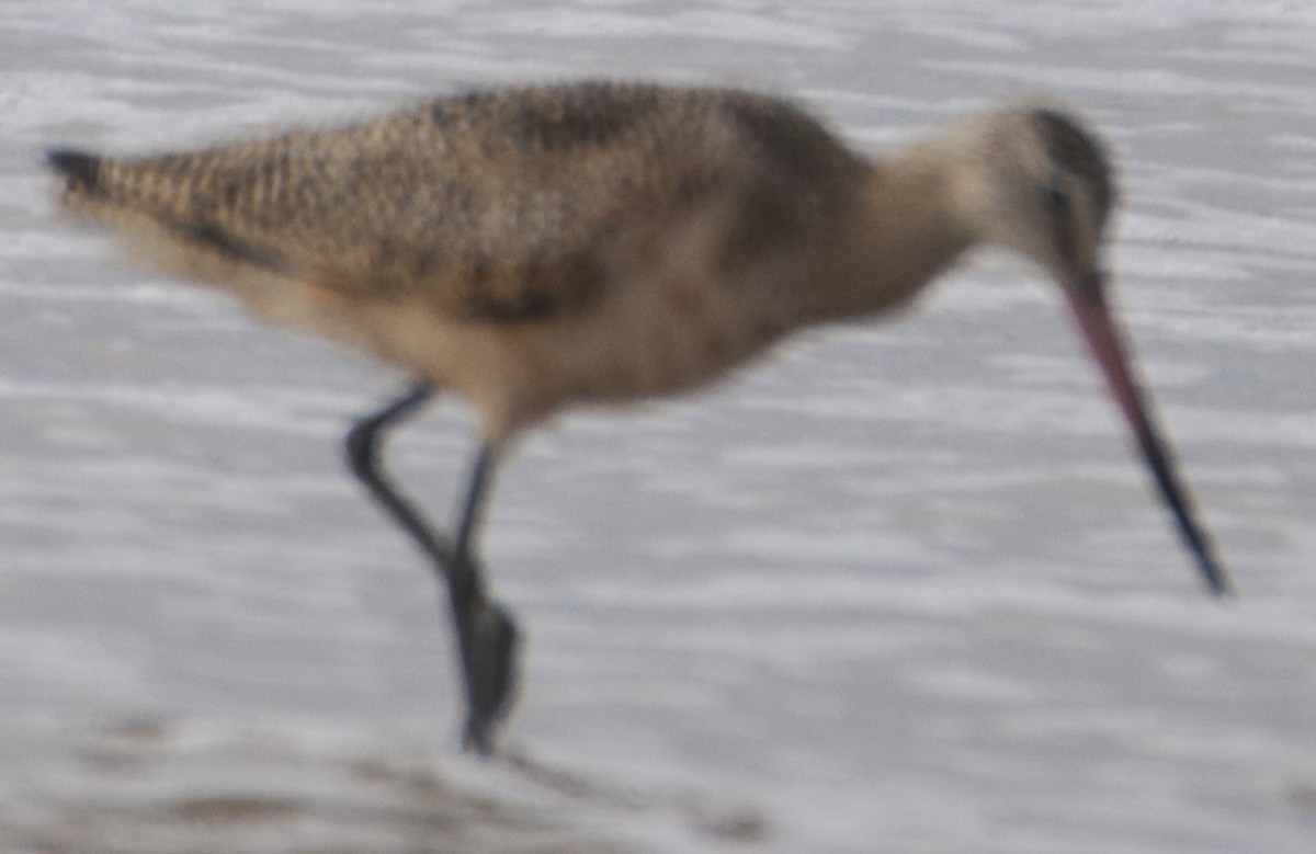 Kuliska kanelakara - ML643614868