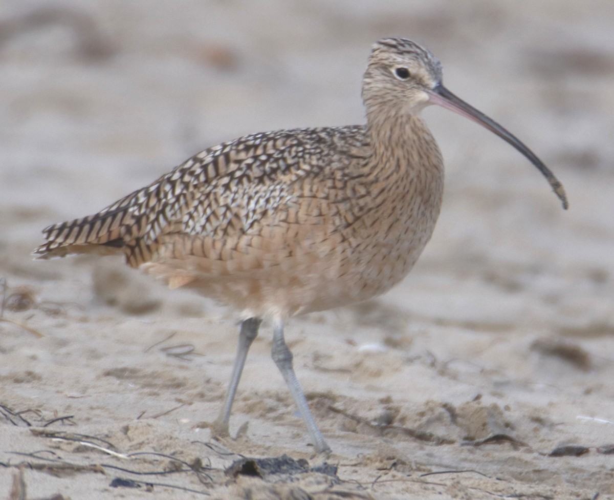 Kurlinta amerikarra - ML643614873