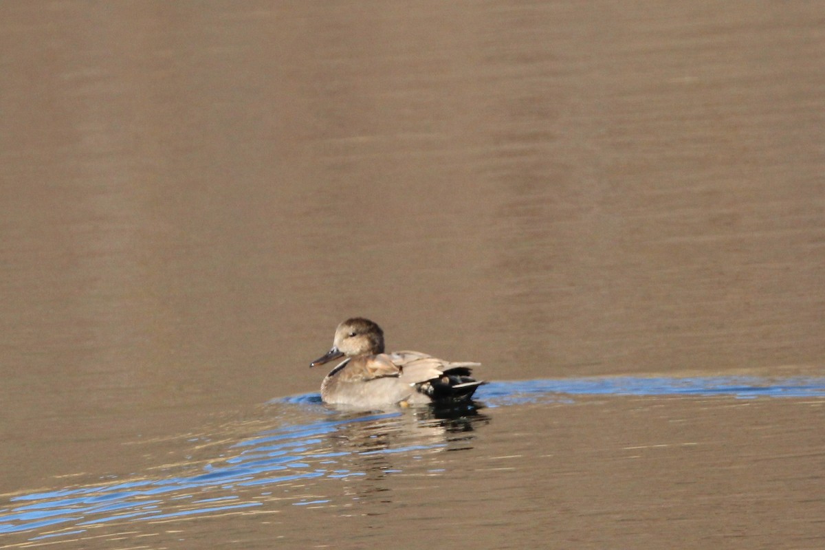 Gadwall - ML643614883