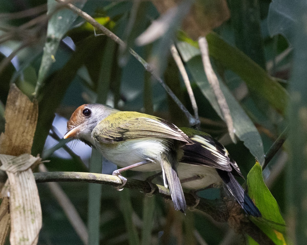 White-cheeked Tody-Flycatcher - ML643614887