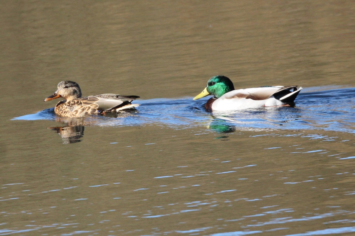 Mallard - ML643614895