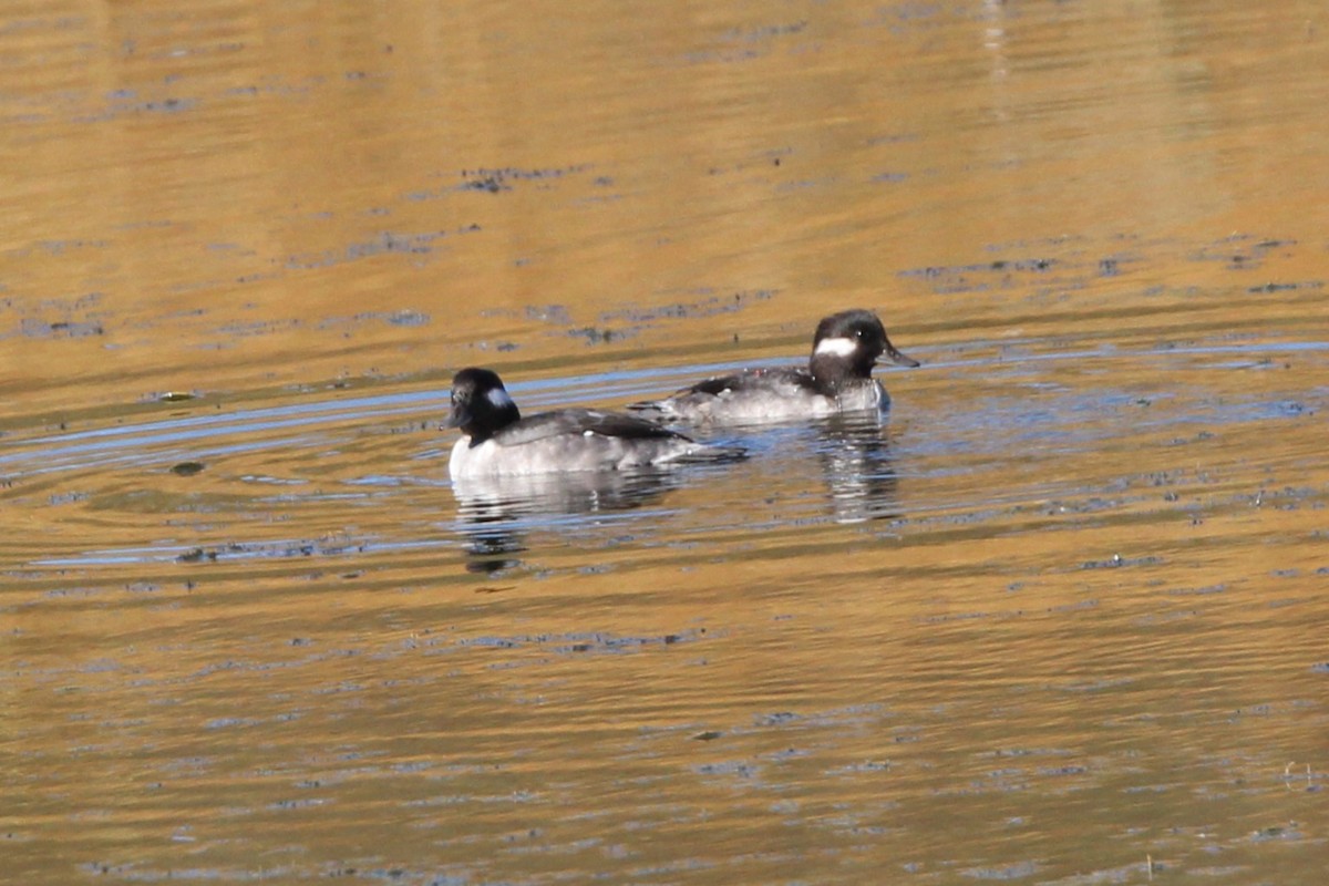 Bufflehead - ML643614910