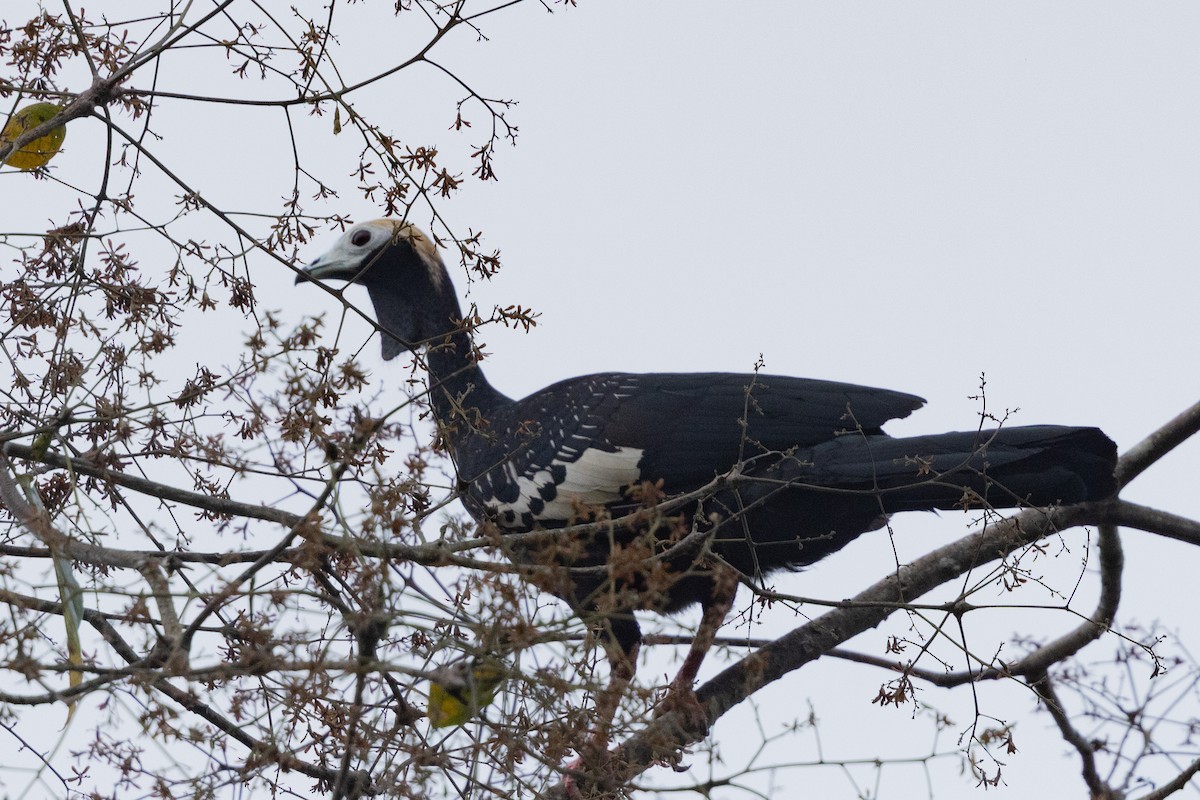 Blue-throated Piping-Guan - ML643614911