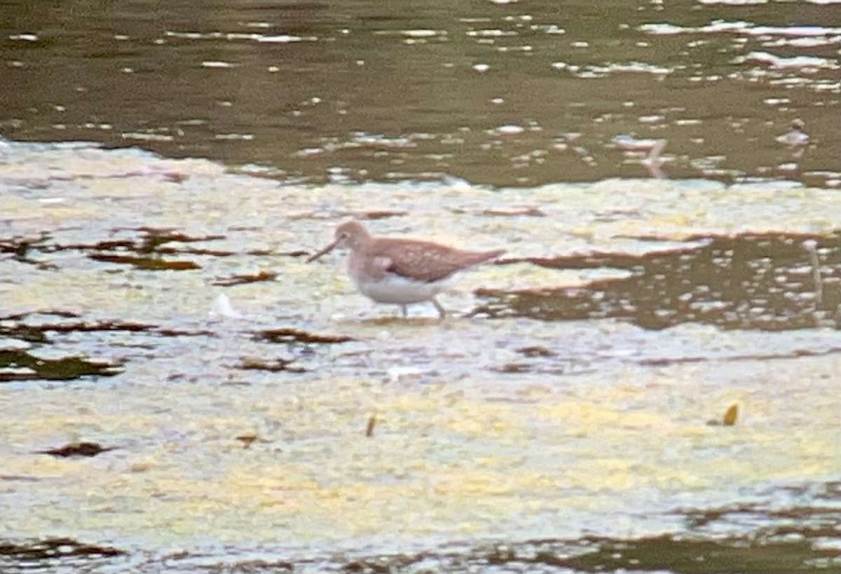 Solitary Sandpiper - ML643614914