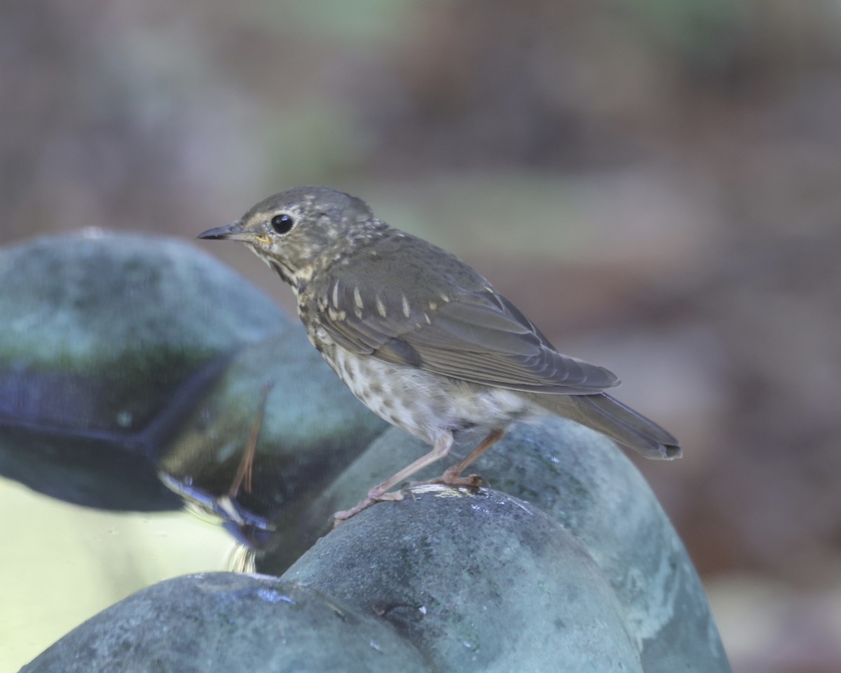 Grive à dos olive - ML643614931