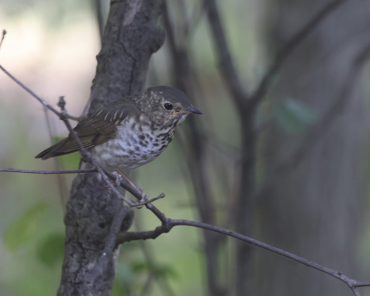 Grive à dos olive - ML643614932