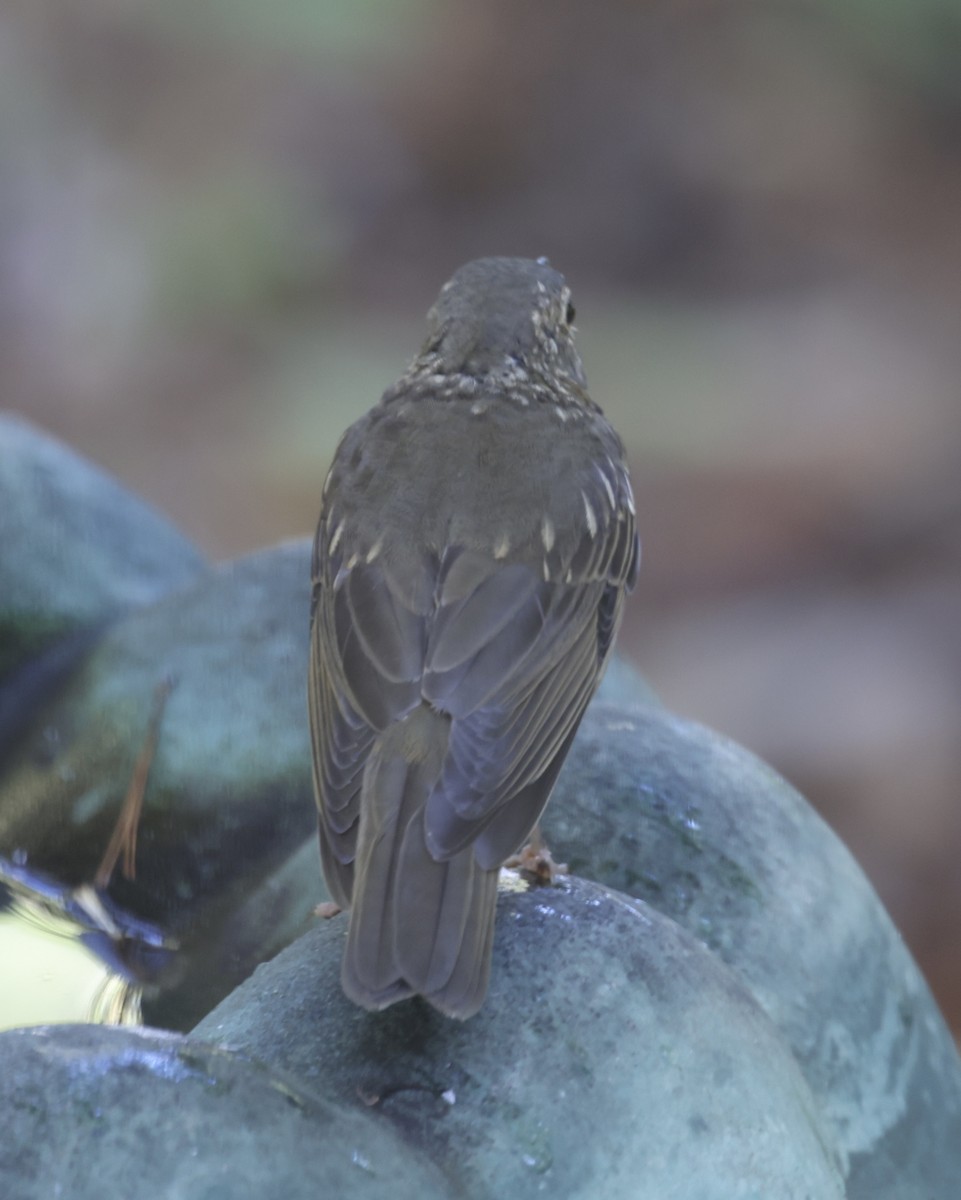 Grive à dos olive - ML643614933