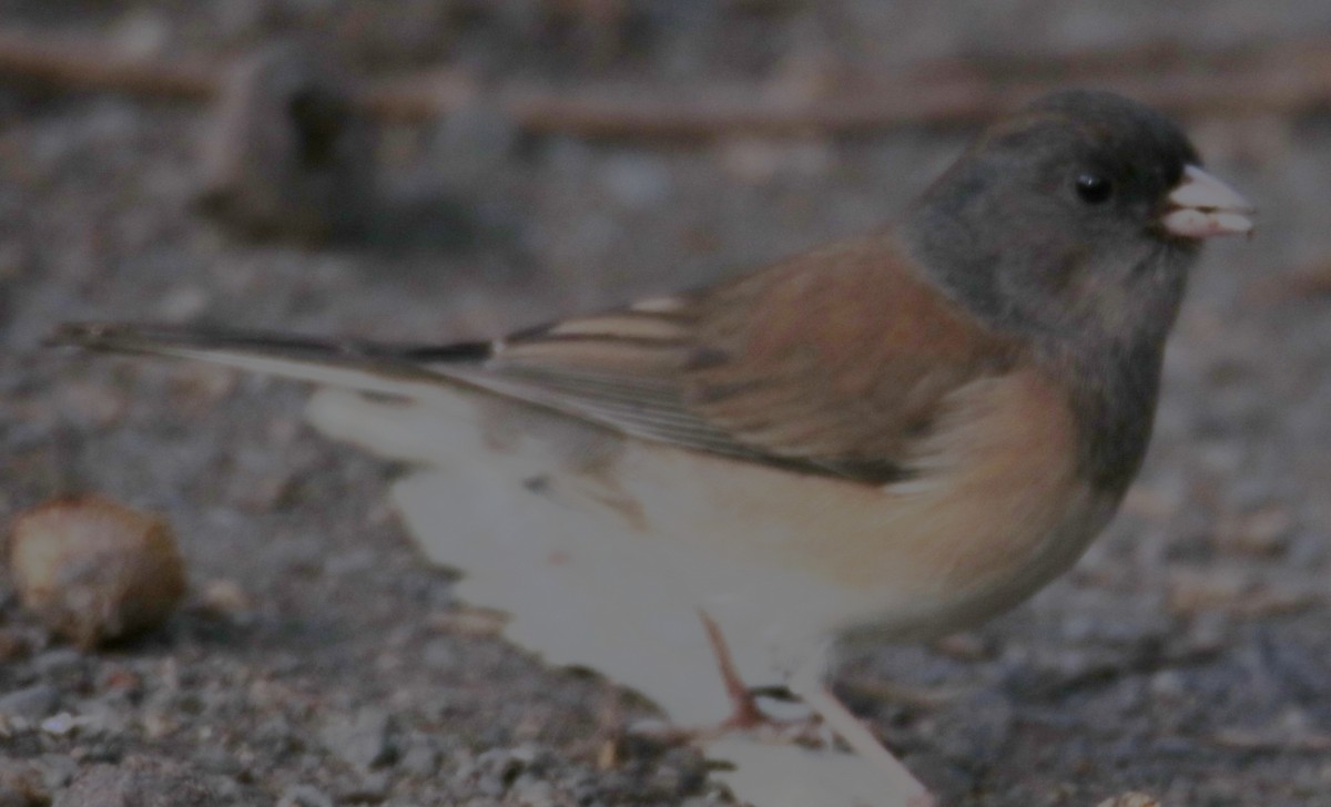 Dark-eyed Junco - ML643614935