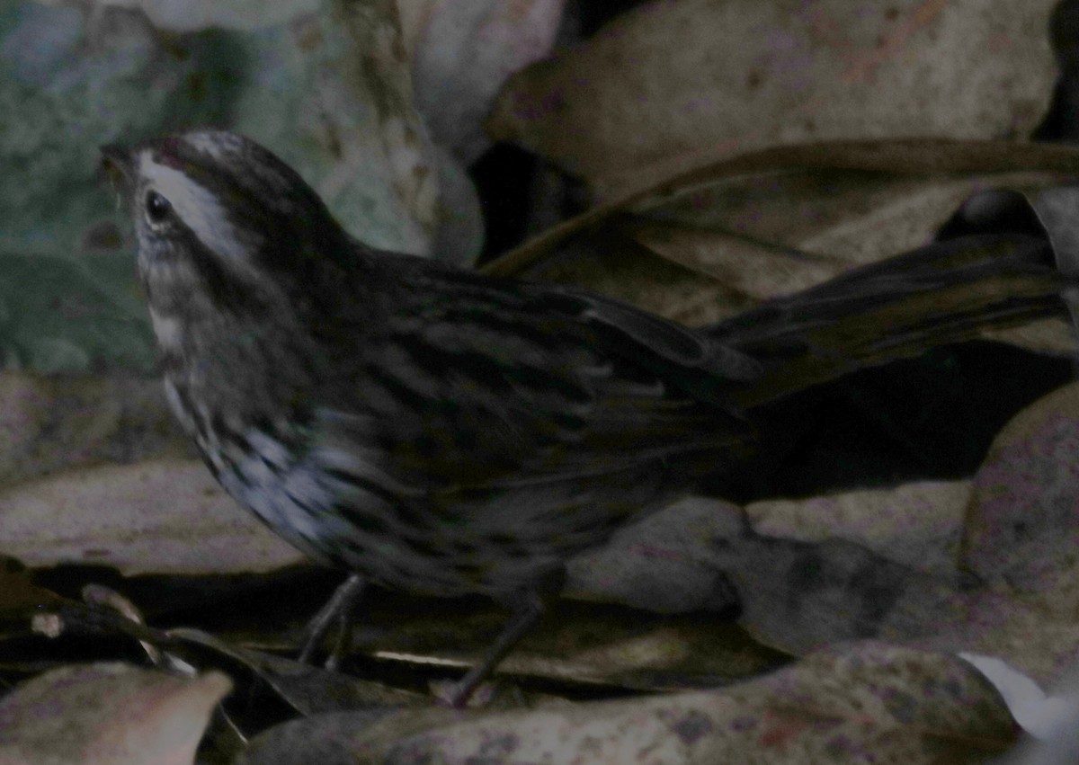 Song Sparrow - ML643614936