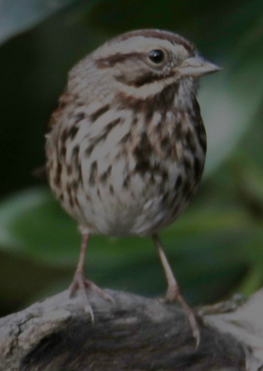 Song Sparrow - ML643614937