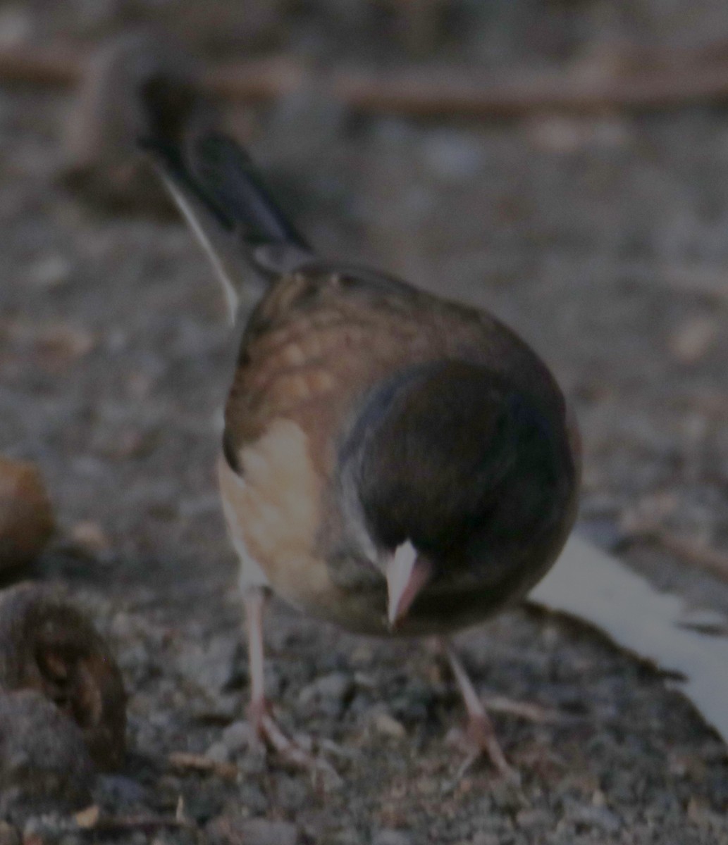 Dark-eyed Junco - ML643614938