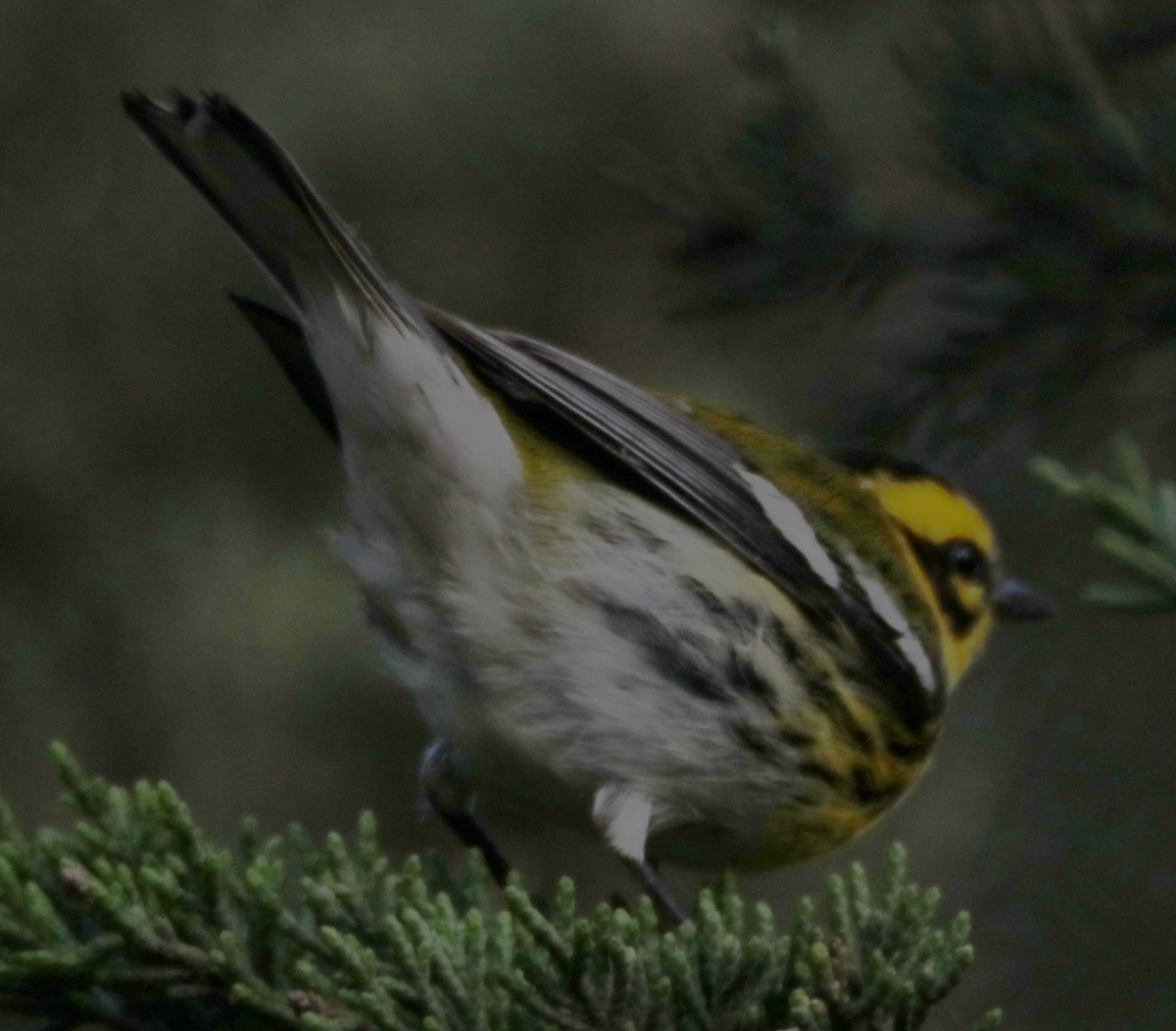 Townsend's Warbler - ML643614939
