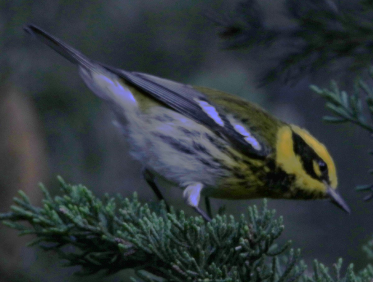 Townsend's Warbler - ML643614940