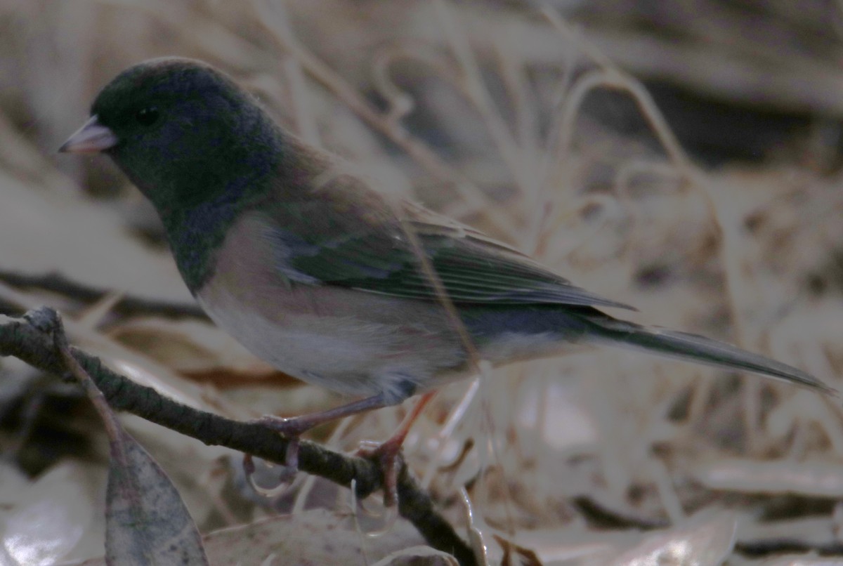 Dark-eyed Junco - ML643614941