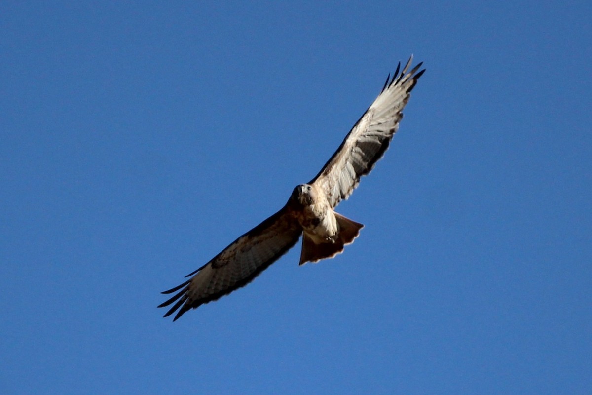 Red-tailed Hawk - ML643614951