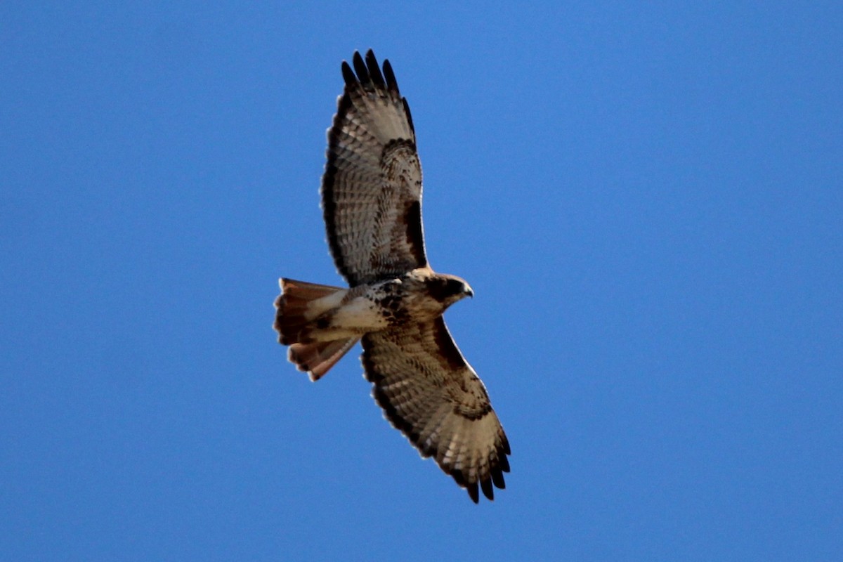 Red-tailed Hawk - ML643614958