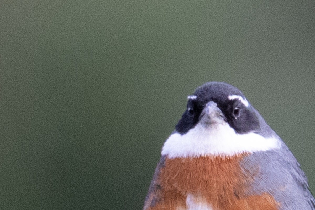 Chestnut-breasted Mountain Finch - ML643614966
