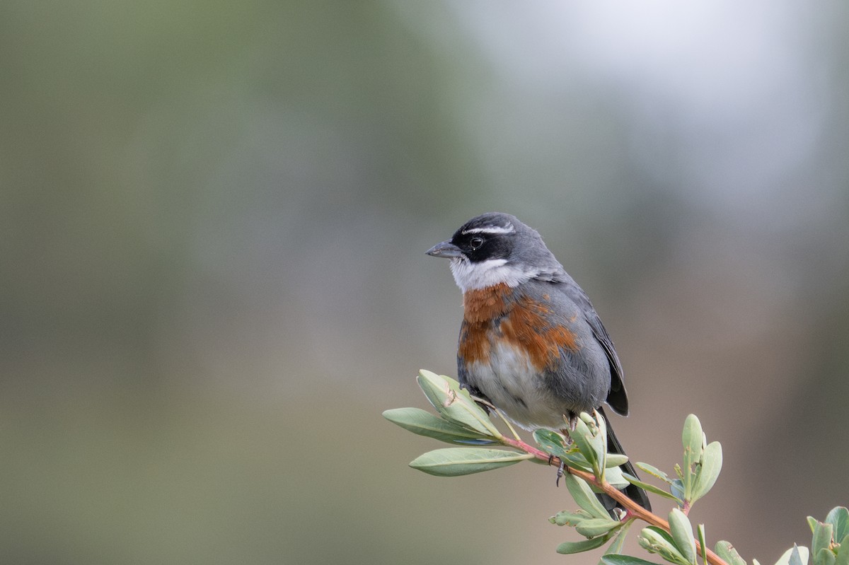 Chestnut-breasted Mountain Finch - ML643614974