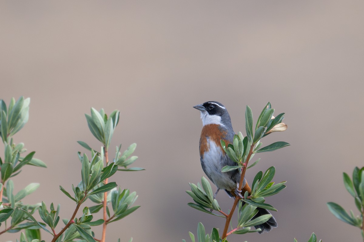 Chestnut-breasted Mountain Finch - ML643614976