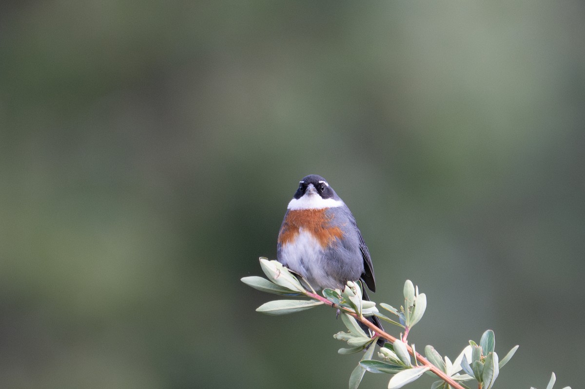 Chestnut-breasted Mountain Finch - ML643614977