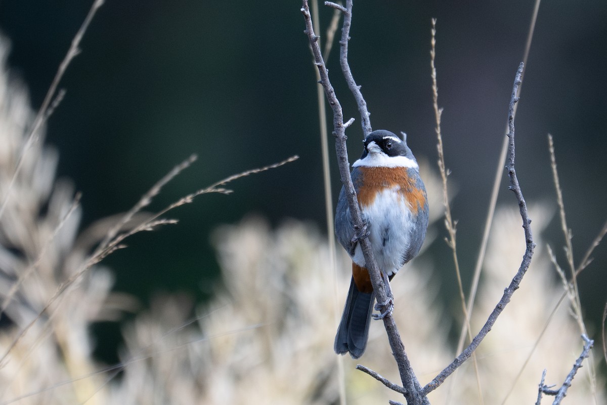 Chestnut-breasted Mountain Finch - ML643614978