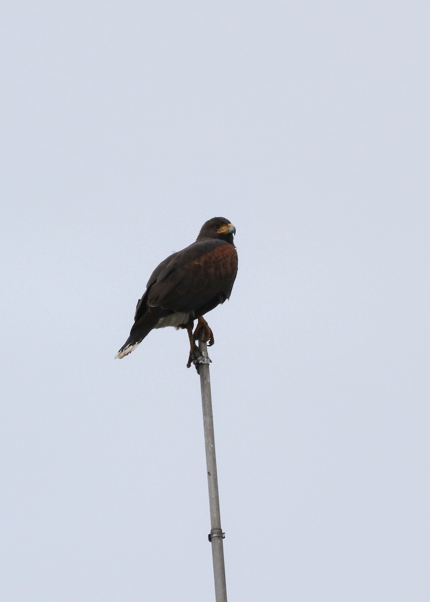 Harris's Hawk - ML643614983