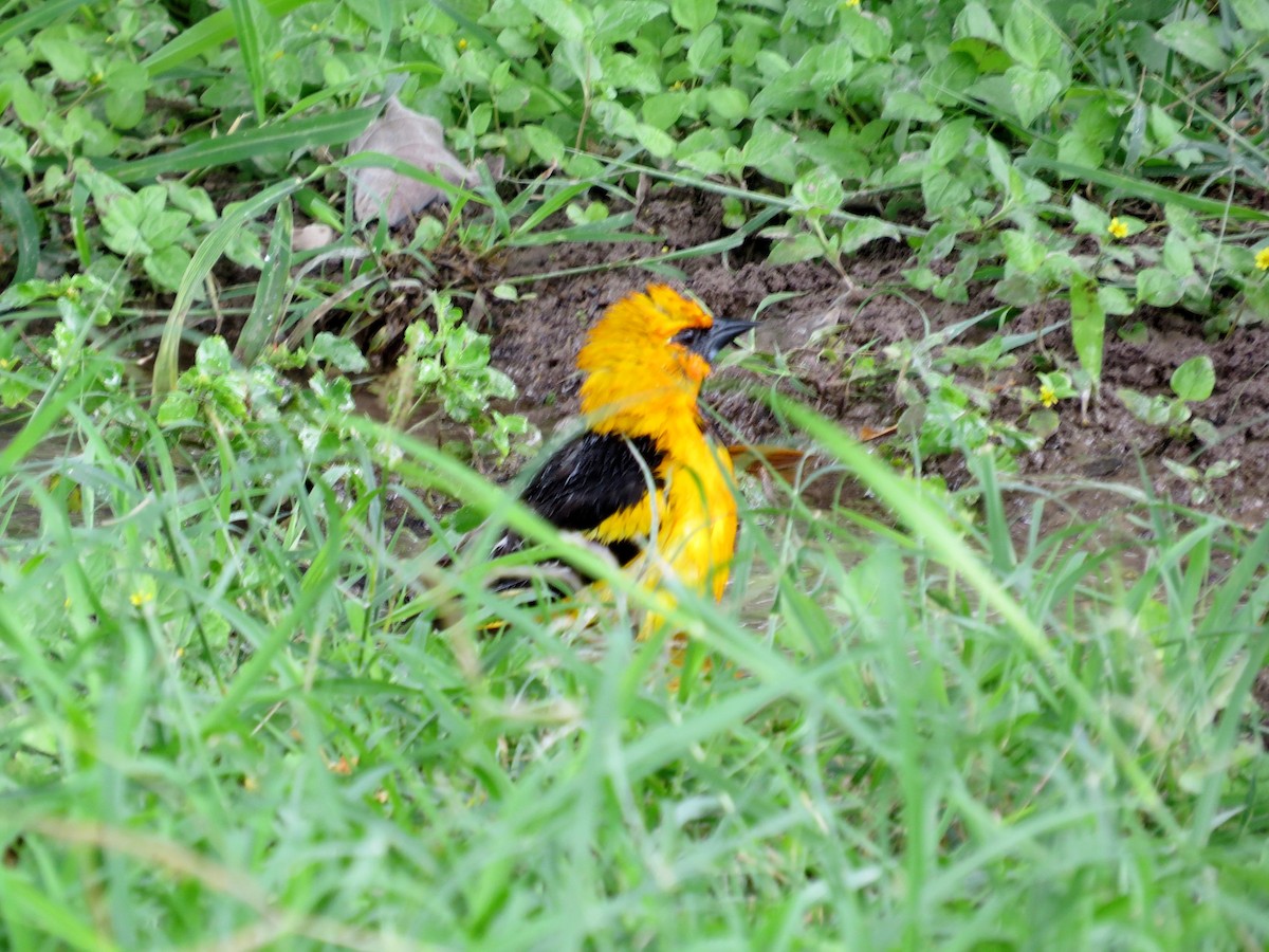 Altamira Oriole - ML643614984