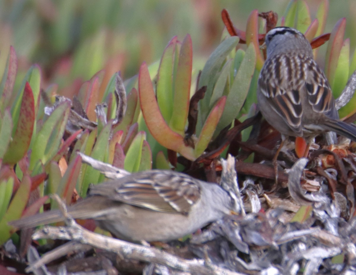 White-crowned Sparrow - ML643614990
