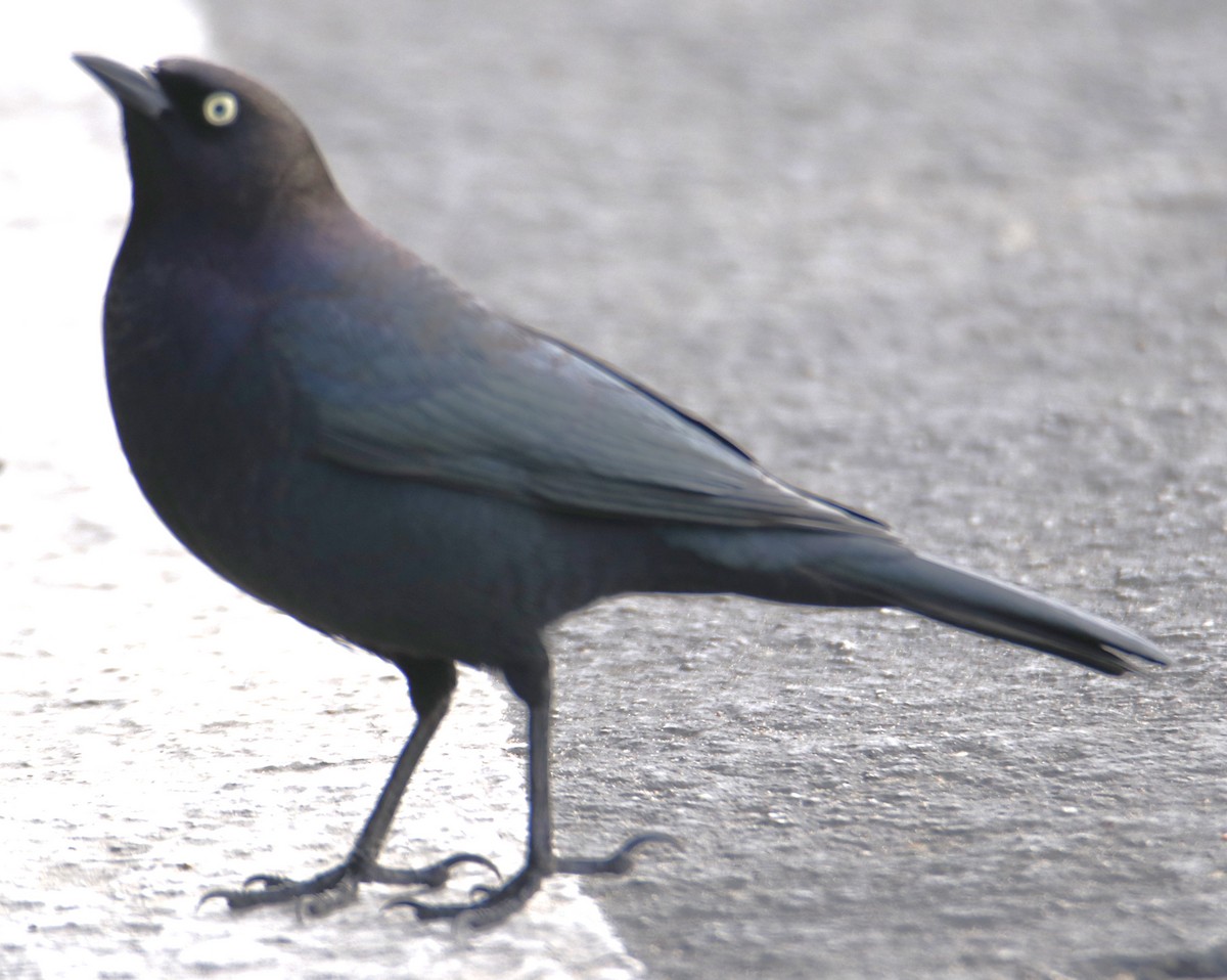 Brewer's Blackbird - ML643614991