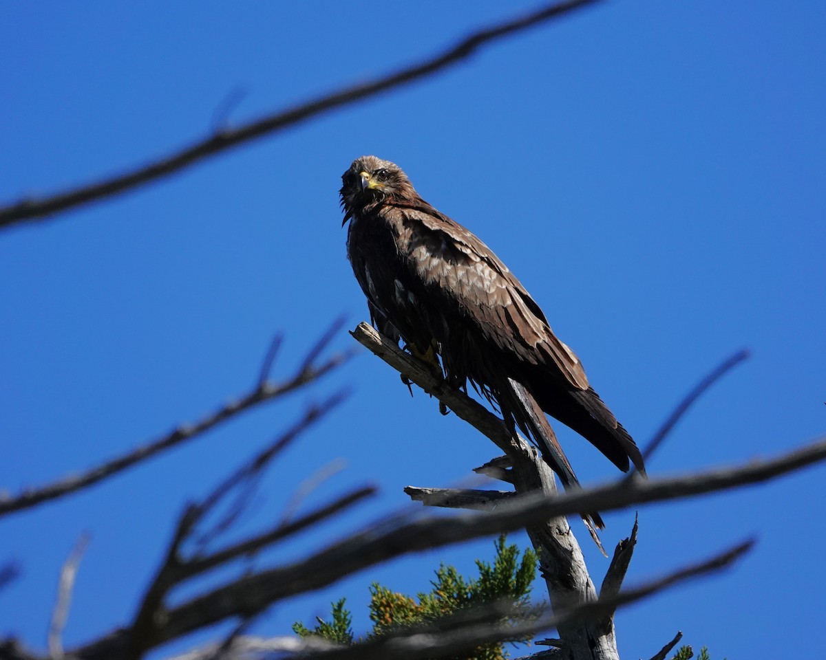 Black Kite - ML643615006