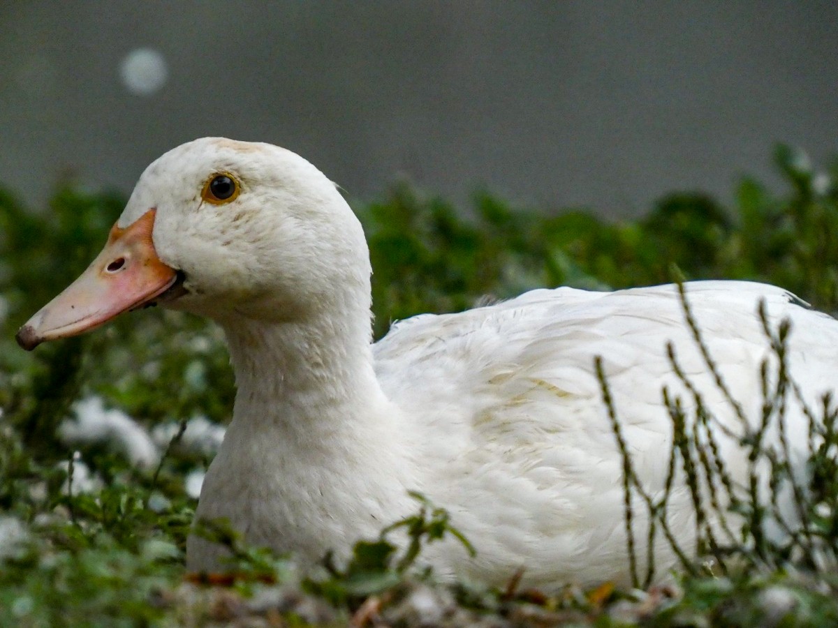 雑種 ノバリケン ｘ マガモ - ML643615010