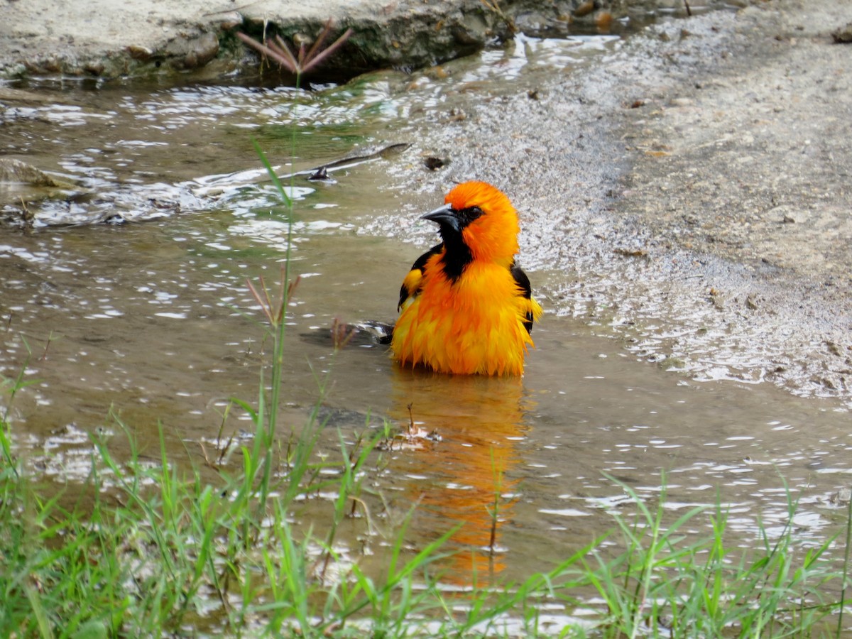 Altamira Oriole - ML643615013