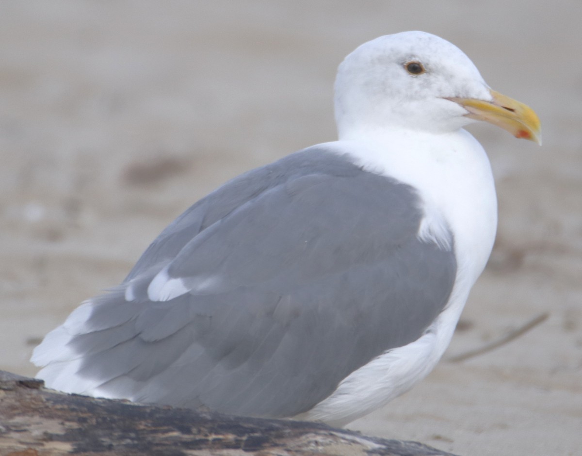 Western Gull - ML643615028