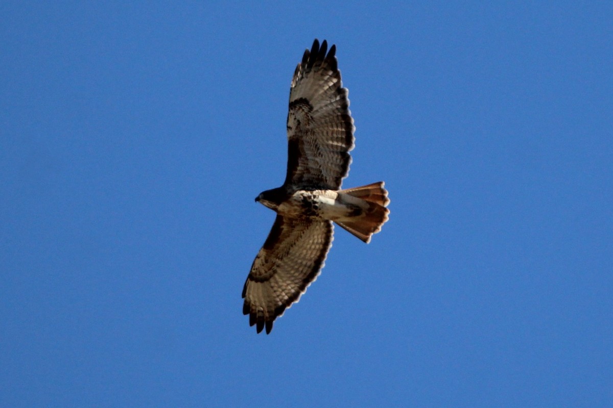 Red-tailed Hawk - ML643615030