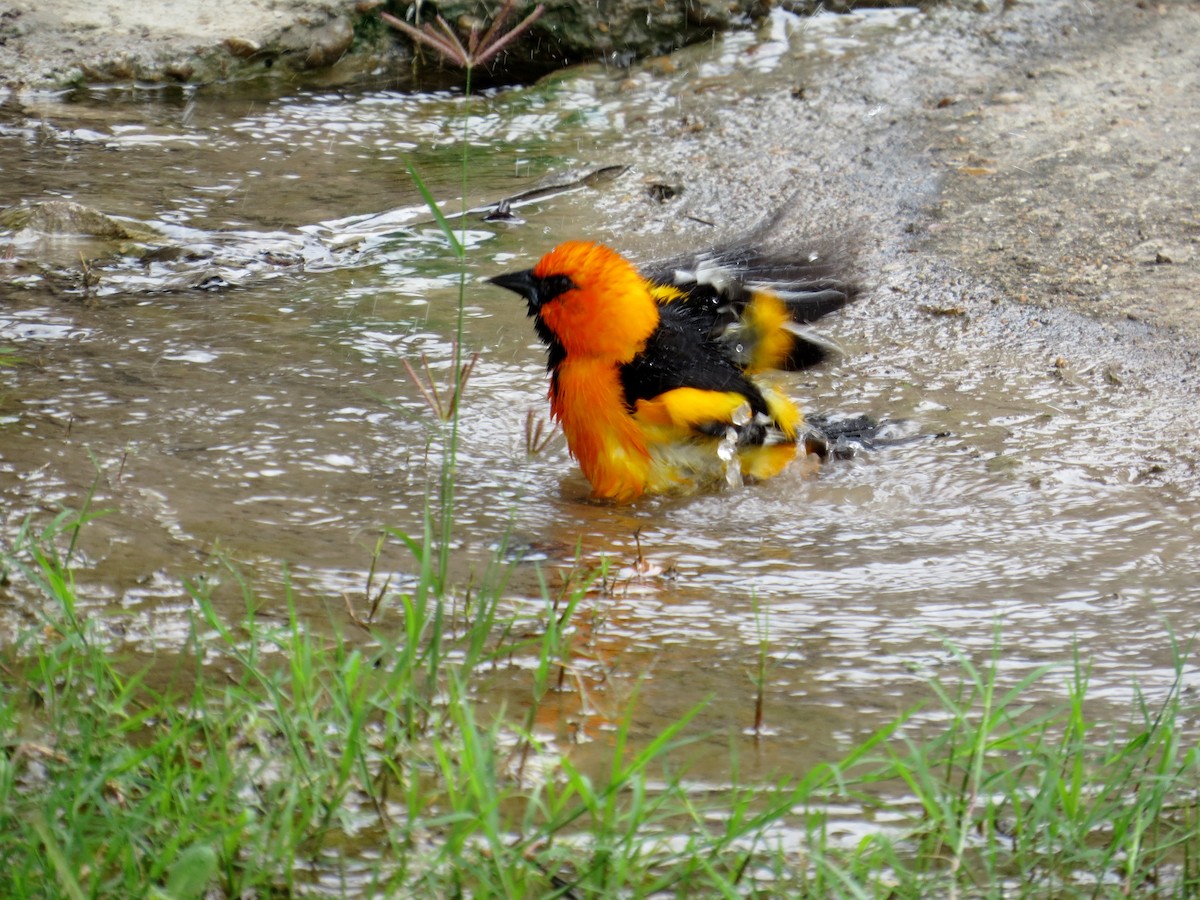 Altamira Oriole - ML643615039